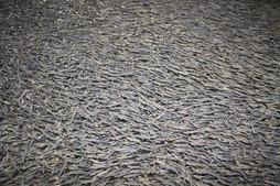 Специалисты Сахалинского филиала совместно с рыбоводами лососево-рыболовного комплекса «Найба» выпустили мальков кеты в реки Сахалинской области.