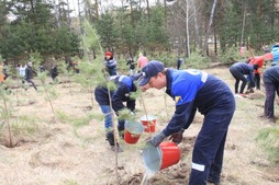 Яблони, груши, барбарис высажены сотрудниками Алтайского ЛПУМГ и теперь растут в городе Бийске