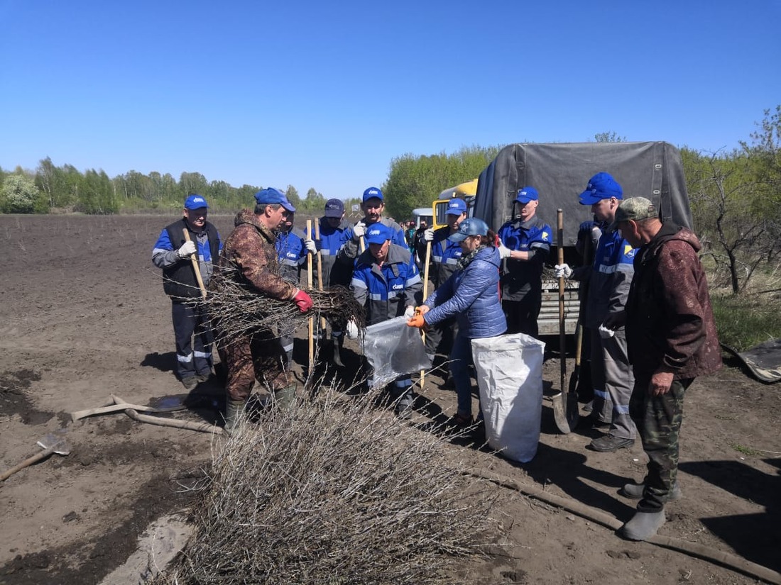 Благодаря газовикам в селе Сосновка Алтайского края на 13 330 кустов облепихи стало больше