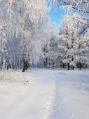 Каждый школьник должен беречь природу Сибири.