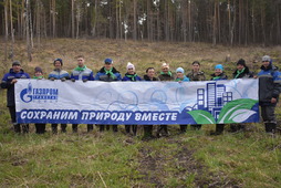 Молодежь Кемеровского ЛПУМГ ежегодно высаживает саженцы в Зарубинском лесничестве