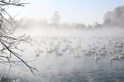 В зимний сезон 2017 года на озеро Лебединое прилетело около 750 лебедей