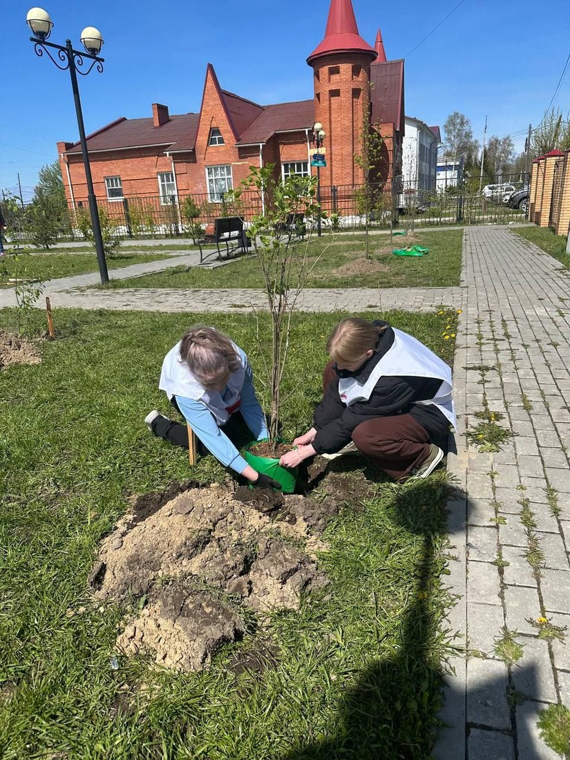 Высадка деревьев в селе Парабель