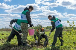 Работники филиала УМТСиК высадили деревья на  берегу р.Томь.