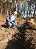 Работники Алтайского филиала возродили часть вырубленных деревьев в Барнаульском лесничестве.