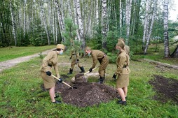 Сибирские кедры высажены осенью, чтобы лучше прижились