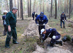 Высадка саженцев сосны на территории Барнаульского лесничества