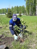 Декоративные растения украсят территорию вокруг КС «Омская»