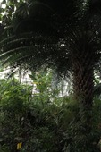 Украшения каждой сибирской оранжереи — пальмы.