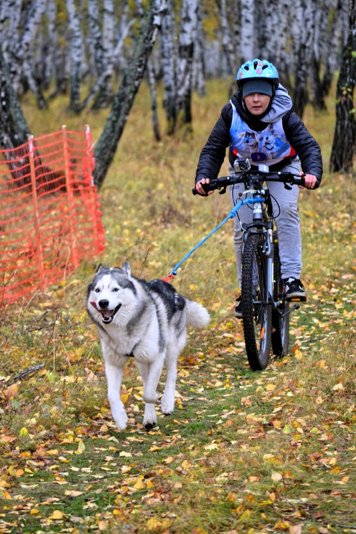Каникросс — одна из дисциплин ездового спорта, в которой собака тянет за собой бегущего спортсмена